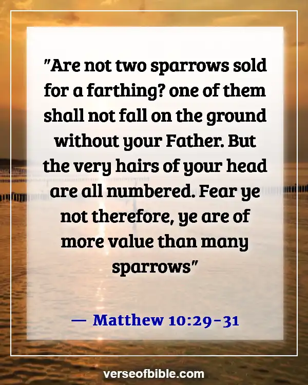 Bible Verses About Worrying About The Future (Matthew 10:29-31)